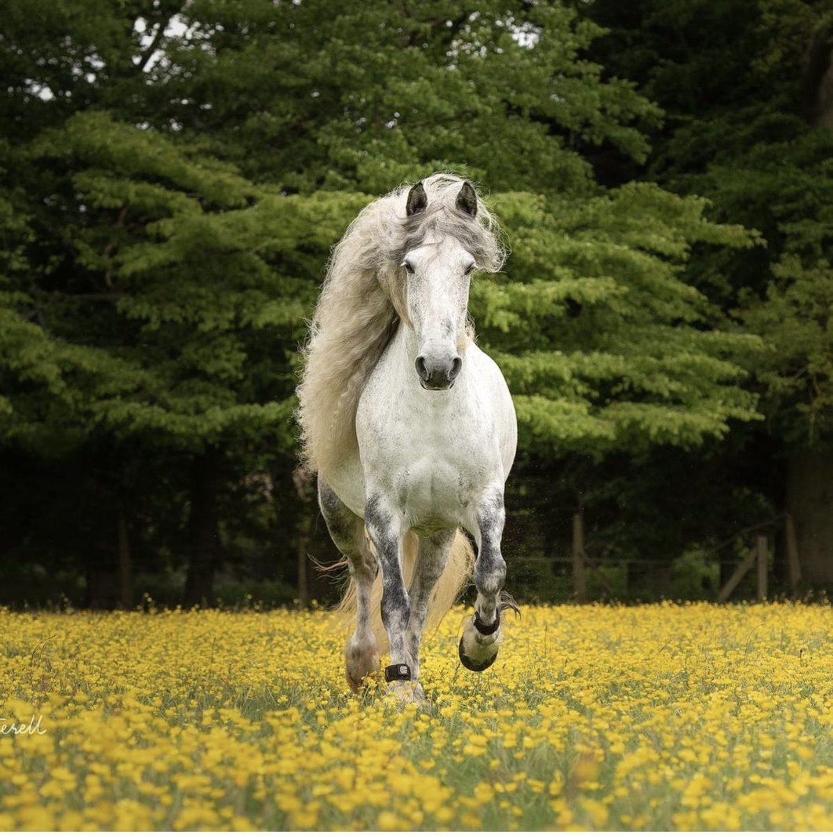 Lunara, Kirsty's horse, in a field of yellow flowers